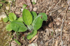 Mertensia virginica