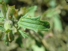 Dracocephalum foetidum