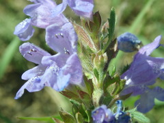 Dracocephalum foetidum