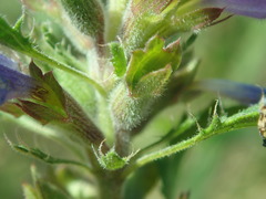 Dracocephalum foetidum