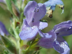 Dracocephalum foetidum