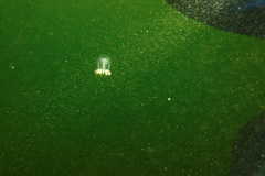 Polyorchis penicillatus