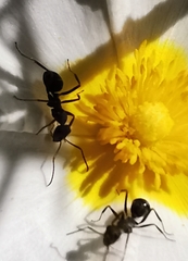 Iberoformica subrufa