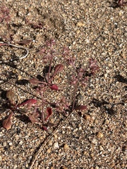 Chorizanthe fimbriata