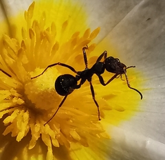 Iberoformica subrufa