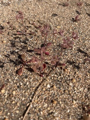 Chorizanthe fimbriata