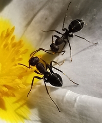 Iberoformica subrufa