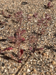 Chorizanthe fimbriata