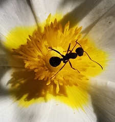 Iberoformica subrufa
