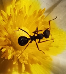 Iberoformica subrufa