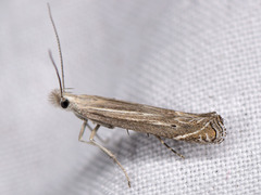 Isophrictis striatella