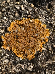Variospora aurantia