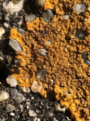 Variospora aurantia