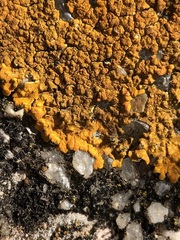 Variospora aurantia