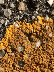 Variospora aurantia