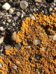 Variospora aurantia