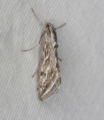 Evergestis vinctalis