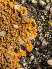 Variospora aurantia