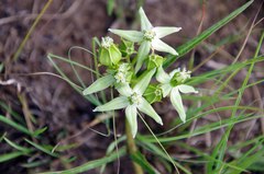 Asclepias eminens