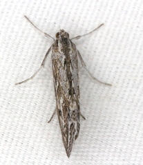 Evergestis vinctalis