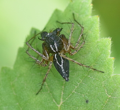 Oxyopes heterophthalmus