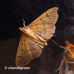 Omiodes pernitescens