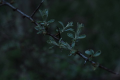 Hippophae rhamnoides