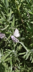 Leptotes cassius
