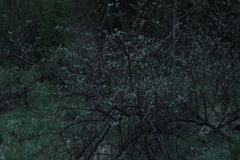 Hippophae rhamnoides