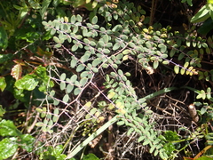 Pellaea andromedifolia