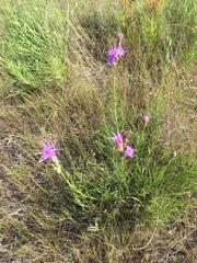 Liatris bracteata