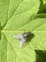 Eudasyphora cyanella