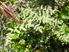 Pellaea andromedifolia