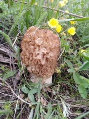 Morchella steppicola