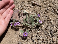 Phacelia gymnoclada