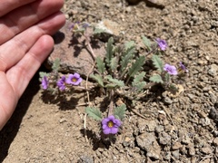 Phacelia gymnoclada