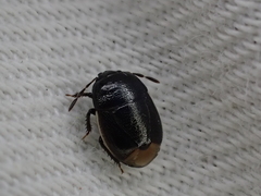Legnotus limbosus