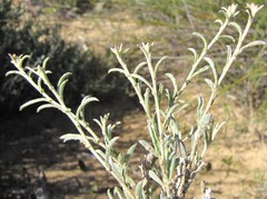 Helichrysum micropoides