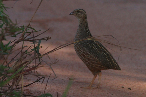 Harlequin Quail