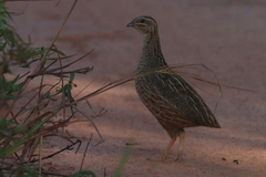 Coturnix delegorguei