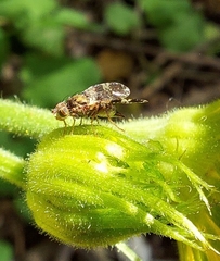 Tephritis vespertina