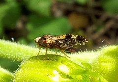 Tephritis vespertina