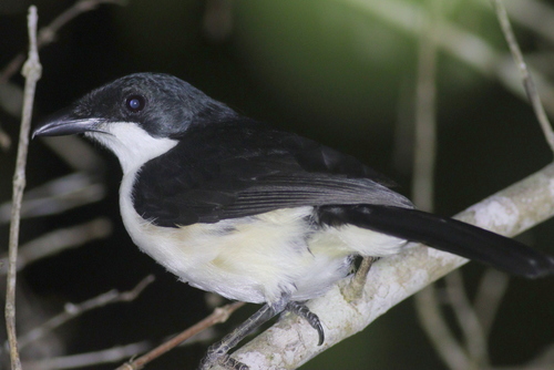 East Coast Boubou (Laniarius sublacteus), photo 1
