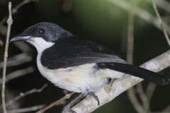 Laniarius sublacteus