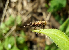 Tephritis vespertina