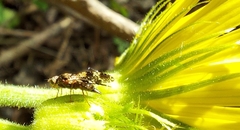 Tephritis vespertina