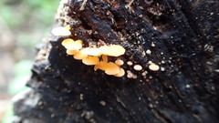 Favolaschia thwaitesii