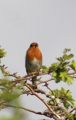 Erithacus rubecula