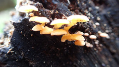 Favolaschia thwaitesii