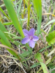 Erodium gruinum